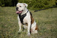 Pettorina in vero cuoio per Bulldog americano Pettorina in vero cuoio per Bulldog americano