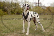 Pettorina esclusiva in pelle con borchie per Alano Pettorina esclusiva in pelle con borchie per Alano