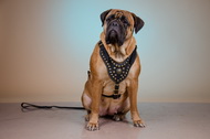 Pettorina esclusiva con borchie di ottone per Bullmastiff Pettorina esclusiva con borchie di ottone per Bullmastiff