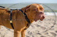 Pettorina esclusiva con borchie di ottone per Dogue de Bordeaux Pettorina esclusiva con borchie di ottone per Dogue de Bordeaux