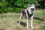 Pettorina esclusiva con borchie di ottone per Laika Pettorina esclusiva con borchie di ottone per Laika