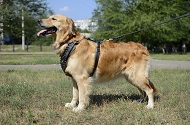 Pettorina esclusiva in pelle con borchie per Golden Retriever