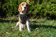 Pettorina multi-funzionale di nylon per Beagle