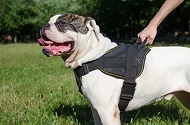 Pettorina multi-funzionale di nylon per Bulldog americano Pettorina multi-funzionale di nylon per Bulldog americano