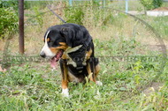 Pettorina multi-funzionale di nylon per Swiss Mountain Dog Pettorina multi-funzionale di nylon per Swiss Mountain Dog
