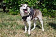 Pettorina multi-funzionale di nylon per Laika della Siberia Pettorina multi-funzionale di nylon per Laika della Siberia