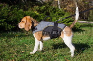 Pettorina in nylon chiusa per Beagle