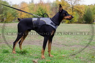 Pettorina in nylon chiusa per Dobermann Pettorina in nylon chiusa per Dobermann