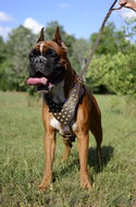 Pettorina in cuoio decorata con borchie per Boxer Pettorina in cuoio decorata con borchie per Boxer