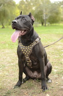 Pettorina in cuoio decorata con borchie per Pitbull