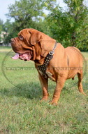 Pettorina in cuoio decorata con borchie per Dogue de Bordeaux Pettorina in cuoio decorata con borchie per Dogue de Bordeaux
