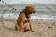 Pettorina in pelle con borchie a piramidi per Dogue de Bordeaux Pettorina in pelle con borchie a piramidi per Dogue de Bordeaux