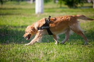 Pettorina in nylon da traino per Golden Retriever