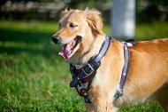 Pettorina per Golden Retriever "Bandiera americana"