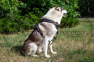 Pettorina dipinta a mano "Filo spinato" per Laika della Siberia Pettorina dipinta a mano "Filo spinato" per Laika della Siberia