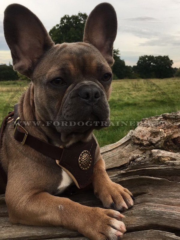 Pettorina in pelle con decorazione per Bulldog francese