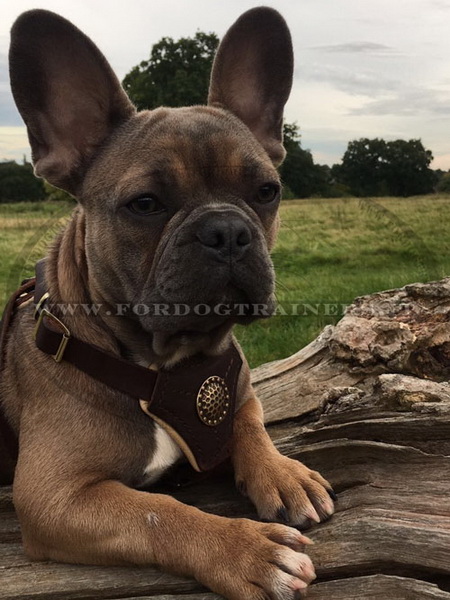 Bulldog francese con pettorina decorativa