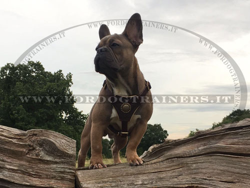 Bulldog francese con pettorina decorativa in cuoio