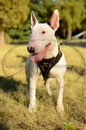 Pettorina universale per lavoro e passeggiate con Bull Terrier