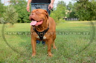 Pettorina universale per passeggiate con Dogue de Bordeaux Pettorina universale per passeggiate con Dogue de Bordeaux