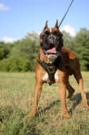 Pettorina universale per passeggiate con Boxer Pettorina universale per passeggiate con Boxer
