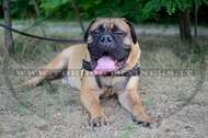 Pettorina universale in pelle da traino per Bullmastiff Pettorina universale in pelle da traino per Bullmastiff