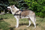 Pettorina da traino di cuoio per Laika della Siberia Occidentale Pettorina da traino di cuoio per Laika della Siberia Occidentale
