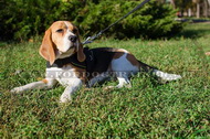 Pettorina universale in nylon per Beagle