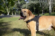 Pettorina universale in nylon per Labrador