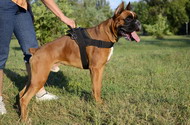 Pettorina universale in nylon per Boxer Pettorina universale in nylon per Boxer