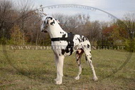 Pettorina universale in nylon per Alano Pettorina universale in nylon per Alano