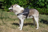 Pettorina in nylon per Laika della Siberia Occidentale Pettorina in nylon per Laika della Siberia Occidentale