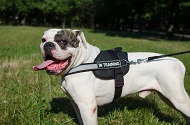 Pettorina con striscia rifrangente per Bulldog americano Pettorina con striscia rifrangente per Bulldog americano