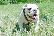 Pettorina rinforzata dal cuoio doppio per Bulldog inglese