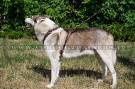 Pettorina rinforzata dal cuoio doppio per Laika della Siberia Pettorina rinforzata dal cuoio doppio per Laika della Siberia