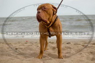 Pettorina rinforzata dal cuoio doppio per Dogue de Bordeaux Pettorina rinforzata dal cuoio doppio per Dogue de Bordeaux