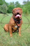 Pettorina dipinta a mano "Fuoco" per Dogue de Bordeaux Pettorina dipinta a mano "Fuoco" per Dogue de Bordeaux