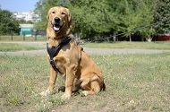 Pettorina in cuoio da lavoro per Golden Retriever
