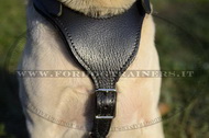 Pettorina in cuoio da lavoro per Labrador