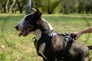 Pettorina in cuoio da lavoro per Bull Terrier