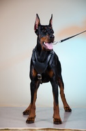 Pettorina in cuoio da lavoro per Dobermann Pettorina in cuoio da lavoro per Dobermann