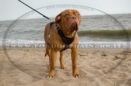 Pettorina in cuoio da lavoro per Dogue de Bordeaux Pettorina in cuoio da lavoro per Dogue de Bordeaux