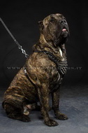 Pettorina in cuoio con borchie a punta per Cane Corso