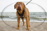 Pettorina in cuoio con borchie a punta per Dogue de Bordeaux Pettorina in cuoio con borchie a punta per Dogue de Bordeaux
