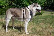 Pettorina di pelle naturale con borchie a punta per Laika Pettorina di pelle naturale con borchie a punta per Laika