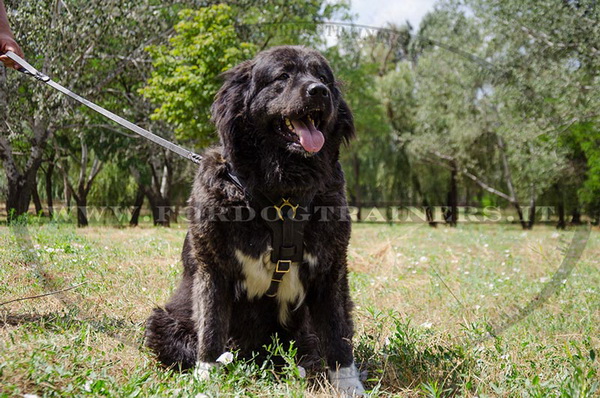 Pettorina comoda e pratica per Cane da pastore del Caucaso