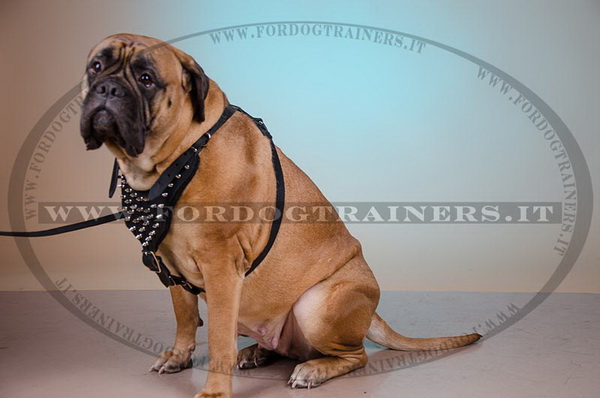 Pettorina di alta qualità per Bullmastiff