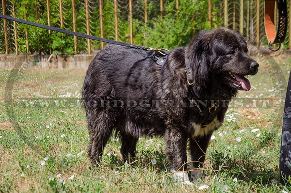 Pettorina comoda e pratica per Cane da pastore del Caucaso