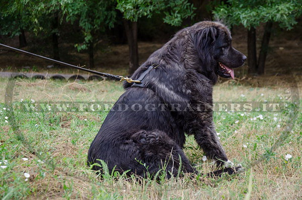 Pettorina di alta qualità per Cane da pastore del Caucaso