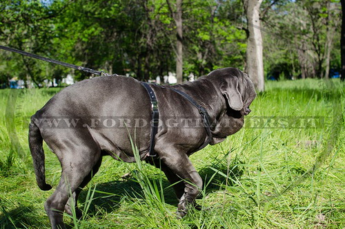 Pettorina comoda e pratica con maniglia per Mastino Napoletano